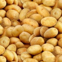 Elizabeth's Studio Food Festival Potatoes Gold 100% Cotton Sold By The Yard