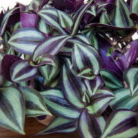 Daylily Nursery Wandering Jew Live Plant with 4in Pot