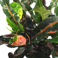 Mamey Croton - 4' Pot - Colorful House Plant - Easy to Grow