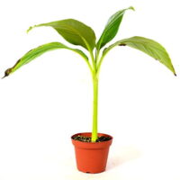 9GreenBox - Musa Banana Basjoo Tree - 4'' Pot