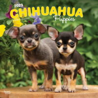 Chihuahua Puppies 2023 Wall Calendar
