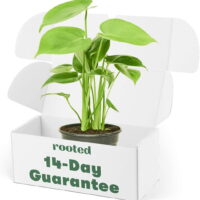 Philodendron Monstera Deliciosa Live Green Plant in 4' Pot