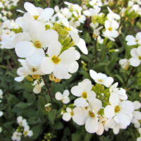 Arabis Snow Cap Flower Seeds - 1000 Seeds - White Blooms Perennial Flower Garden Seeds - Arabis alpina