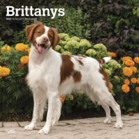 Brittanys | 2023 12x24' (Hanging) Monthly Square Wall Calendar | BrownTrout
