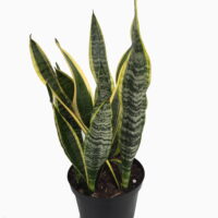 Laurentii Snake Plant - Sansevieria - Impossible to kill! - 6' Pot