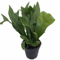 Amazing Emerald Green Flame Fern - 4' Pot - Microsorum - Easy to Grow Houseplant