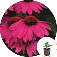 Ferry-Morse Plantlings Echinacea Purple Coneflower Powwow Wild Berry Live Plants 4in. Pot, 2 Pack
