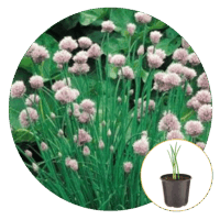 Ferry-Morse Plantlings Chives Onion Live Plants 4in. Pot, 2 Pack