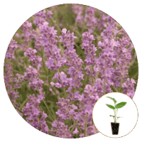 Ferry-Morse Plantlings Lavender Munstead Live Plants 4in. Pot, 2 Pack