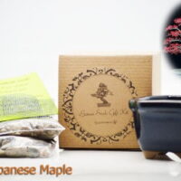 9GreenBox - Red Japanese Maple Bonsai Seed Kit- Gift - Complete Kit to Grow  Red Japanese Maple  Bonsai from Seed