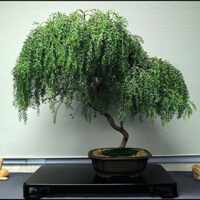 Bonsai Dwarf Weeping Willow Tree Cutting - Excellent Bonsai Tree -Mature Look Fast