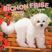 Bichon Frise Puppies | 2023 12x24' (Hanging) Wall Calendar | BrownTrout
