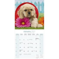 Cocker Spaniel Puppies Dog Breed Premium Wall Calendar 2022
