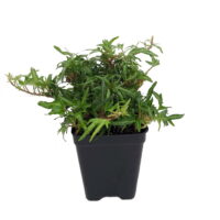 Feen Finger English Ivy - 2.5' Pot - Terrarium/Fairy Garden/House Plant
