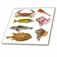 3dRose Image of Fish And Shell Collage - Ceramic Tile, 4-inch
