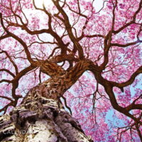 Trees 2023 Panoramic Wall Calendar