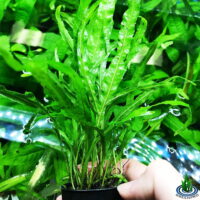 Greenpro Java Fern Trident Microsorum Pteropus Live Aquarium Plants Decoration Narrow Leaf